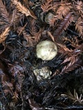Agaricus deardorffensis image