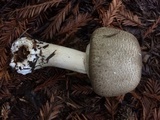 Agaricus deardorffensis image