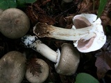 Agaricus deardorffensis image