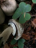 Agaricus deardorffensis image