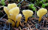 Spathularia flavida image