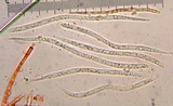 Spathularia flavida image