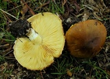 Floccularia albolanaripes image
