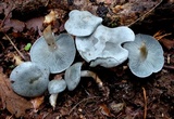 Clitocybe odora image