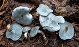 Clitocybe odora image