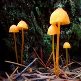 Mycena strobilinoidea image