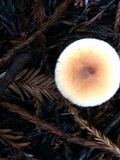 Lepiota rubrotinctoides image