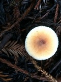 Lepiota rubrotinctoides image
