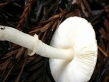 Lepiota rubrotinctoides image