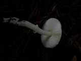 Lepiota rubrotinctoides image