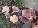 Lactarius hibbardae image