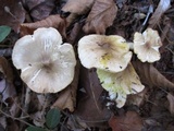Tricholoma sejunctum image