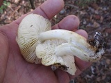 Tricholoma sejunctum image