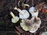 Tricholoma sejunctum image