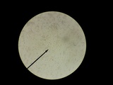 Tricholoma sejunctum image