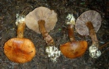 Cortinarius callimorphus image