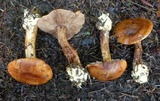Cortinarius callimorphus image
