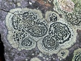 Rhizocarpon cinereovirens image