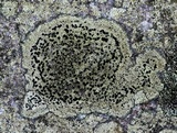 Rhizocarpon cinereovirens image