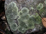 Rhizocarpon cinereovirens image