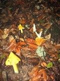 Hygrocybe acutoconica image