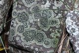 Rhizocarpon cinereovirens image