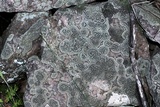 Rhizocarpon cinereovirens image