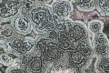 Rhizocarpon cinereovirens image