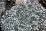 Rhizocarpon cinereovirens image