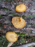 Tricholomopsis sulphureoides image