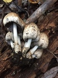 Coprinopsis romagnesiana image