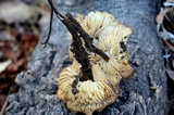 Flammulina populicola image