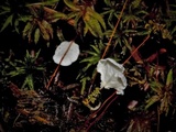 Cyphellostereum laeve image