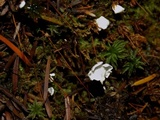 Cyphellostereum laeve image