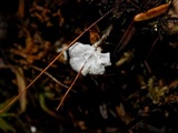Cyphellostereum laeve image