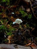 Cyphellostereum laeve image