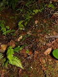 Cyphellostereum laeve image