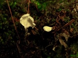 Cyphellostereum laeve image