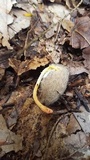 Cordyceps militaris image