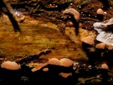 Melanotus horizontalis image