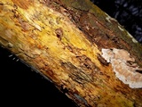 Melanotus horizontalis image