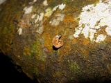 Melanotus horizontalis image