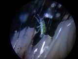Stemonitis fusca image