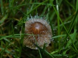 Spinellus fusiger image