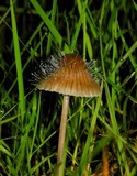 Spinellus fusiger image