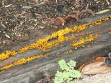 Dacryopinax spathularia image