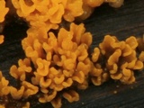 Dacryopinax spathularia image
