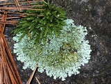 Xanthoparmelia conspersa image