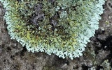 Xanthoparmelia conspersa image