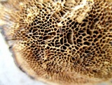 Trametes trogii image